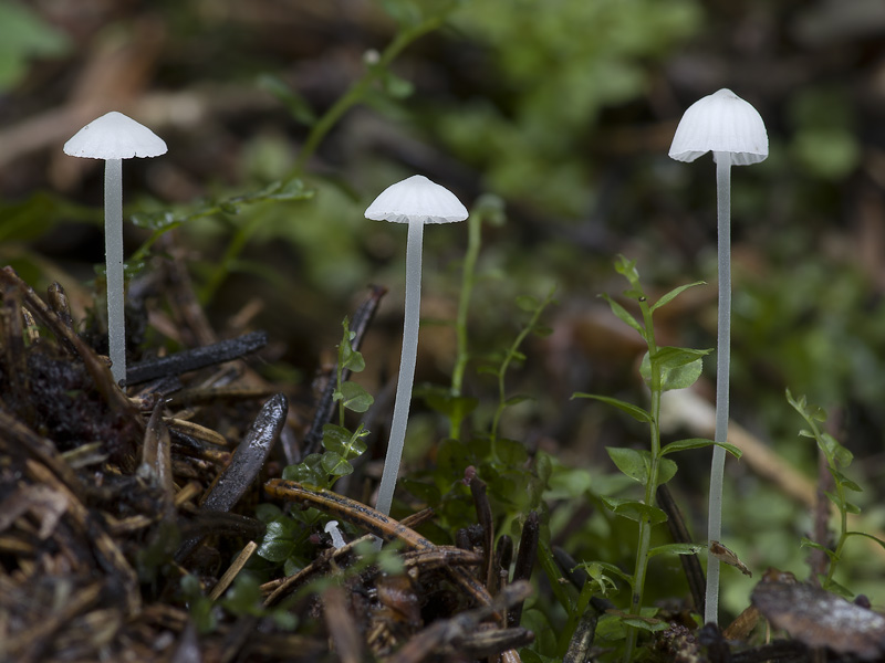 Hemimycena gracilis